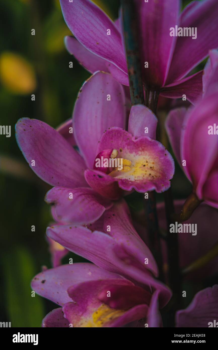Pink orchid,Close up of purple orchid flower, Macro purple flower, natural background Stock Photo