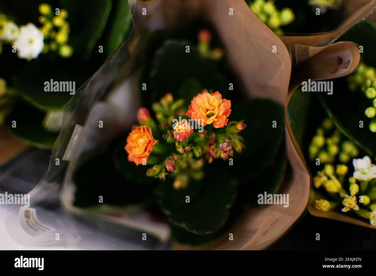 Little orange begonia flowers in a bouquet Stock Photo