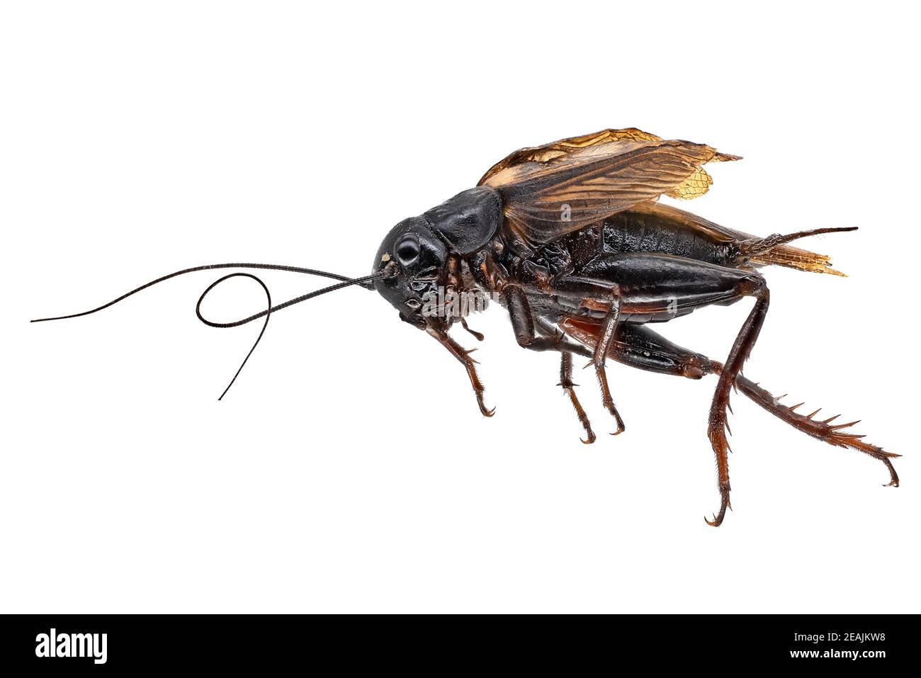 Mediterranean Field Cricket Stock Photo