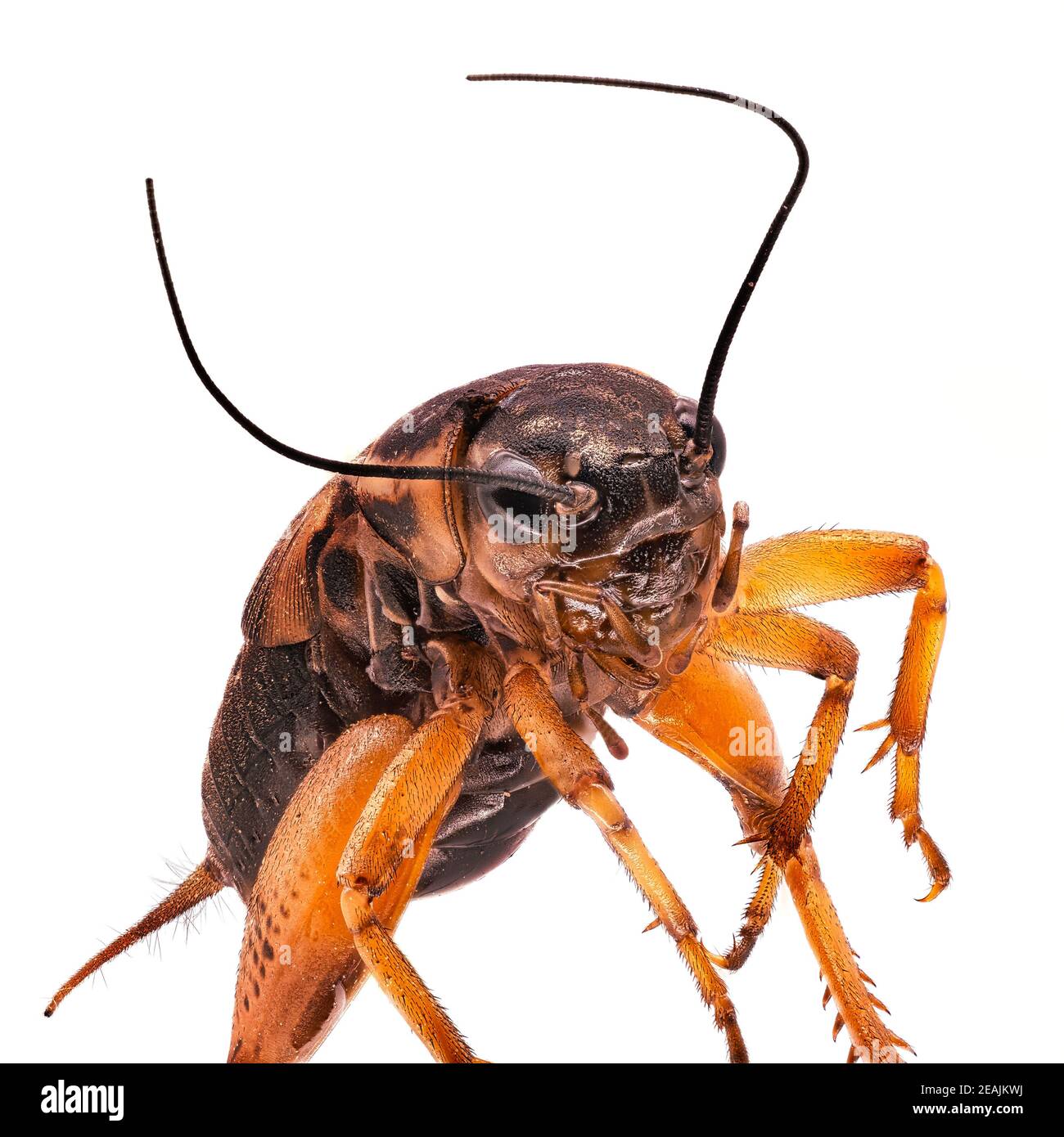 Mediterranean Field Cricket Stock Photo