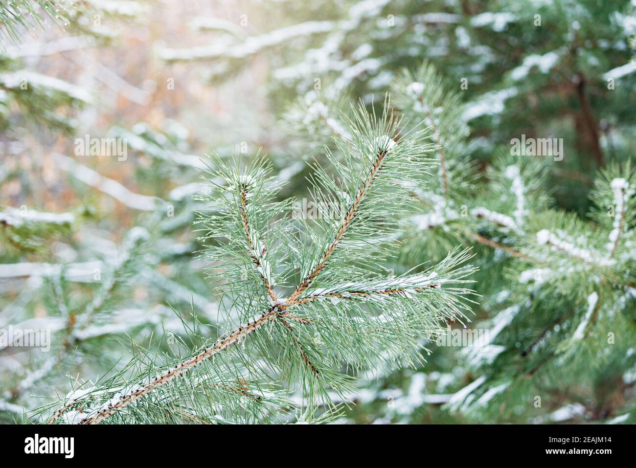 Water drops and snow on the pine tree branches, Stock Photo