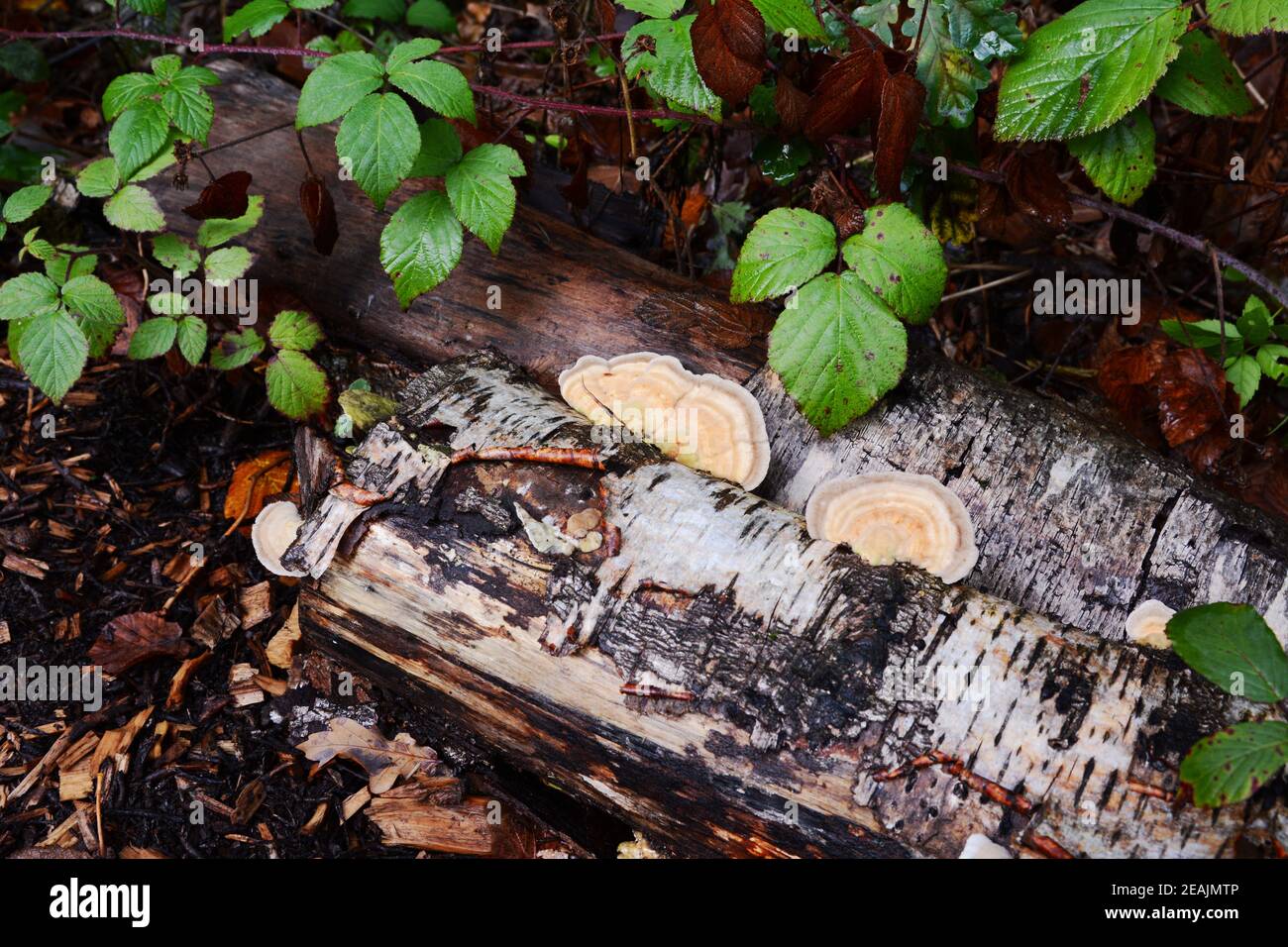 Bracket fungus growing on the side of a rotting silver birch log Stock ...