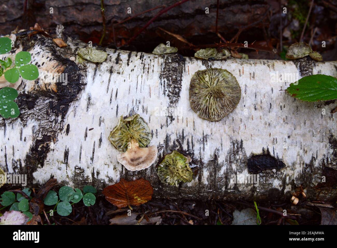 Round discs of bracket fungus on a fallen silver birch log Stock Photo ...
