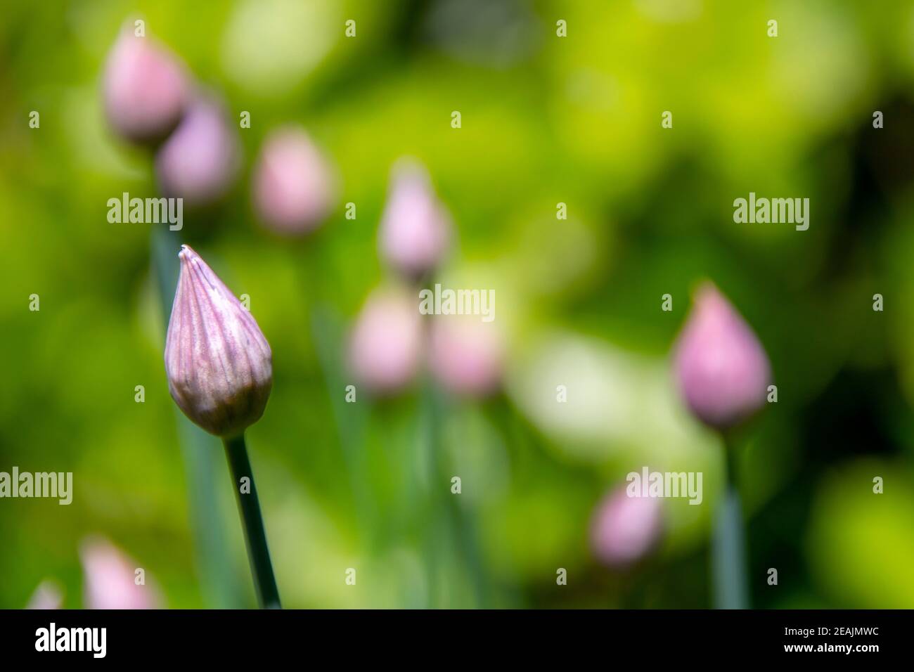Closed chives flower bud in springtime, selective focus, focus on foreground Stock Photo