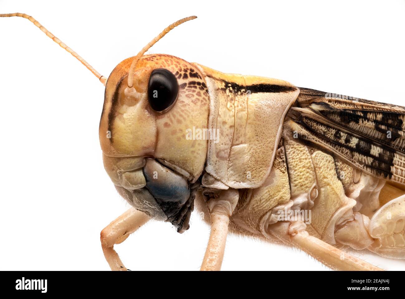 Locust Close Up Stock Photo