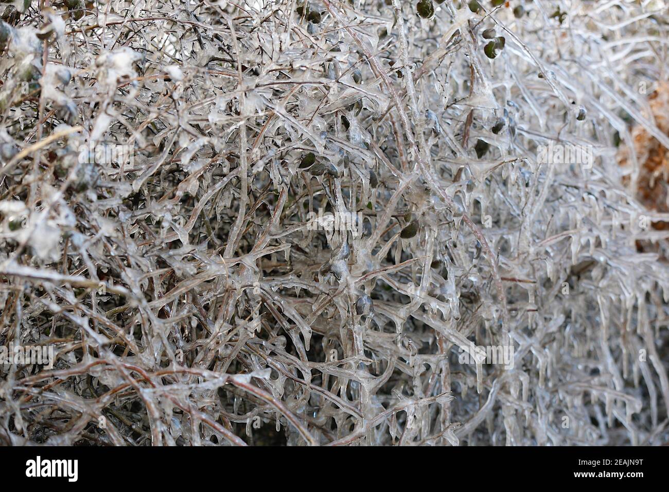 Ashford, Kent, UK. 10 Feb, 2021. UK Weather: In the middle of Storm Darcy amazing roadside icicles form on hedgerows on the A28 Ashford road between Bethersden and High Halden  in Kent. Photo Credit: Paul Lawrenson/Alamy Live News Stock Photo