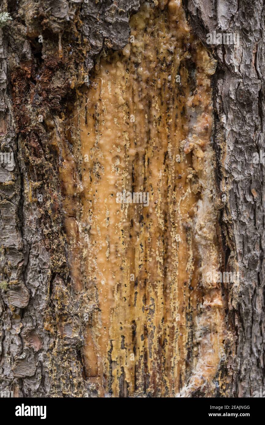 Tree sap as a wound closure - detail Stock Photo