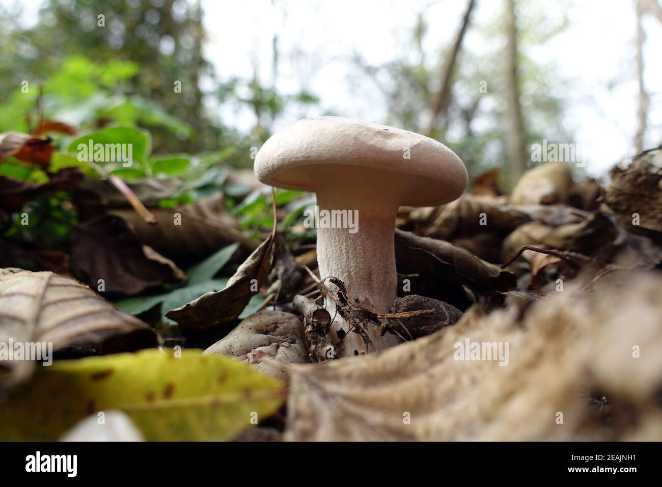 clouded agaric or cloud funnel (Clitocybe nebularis, syn. Lepista nebularis) Stock Photo