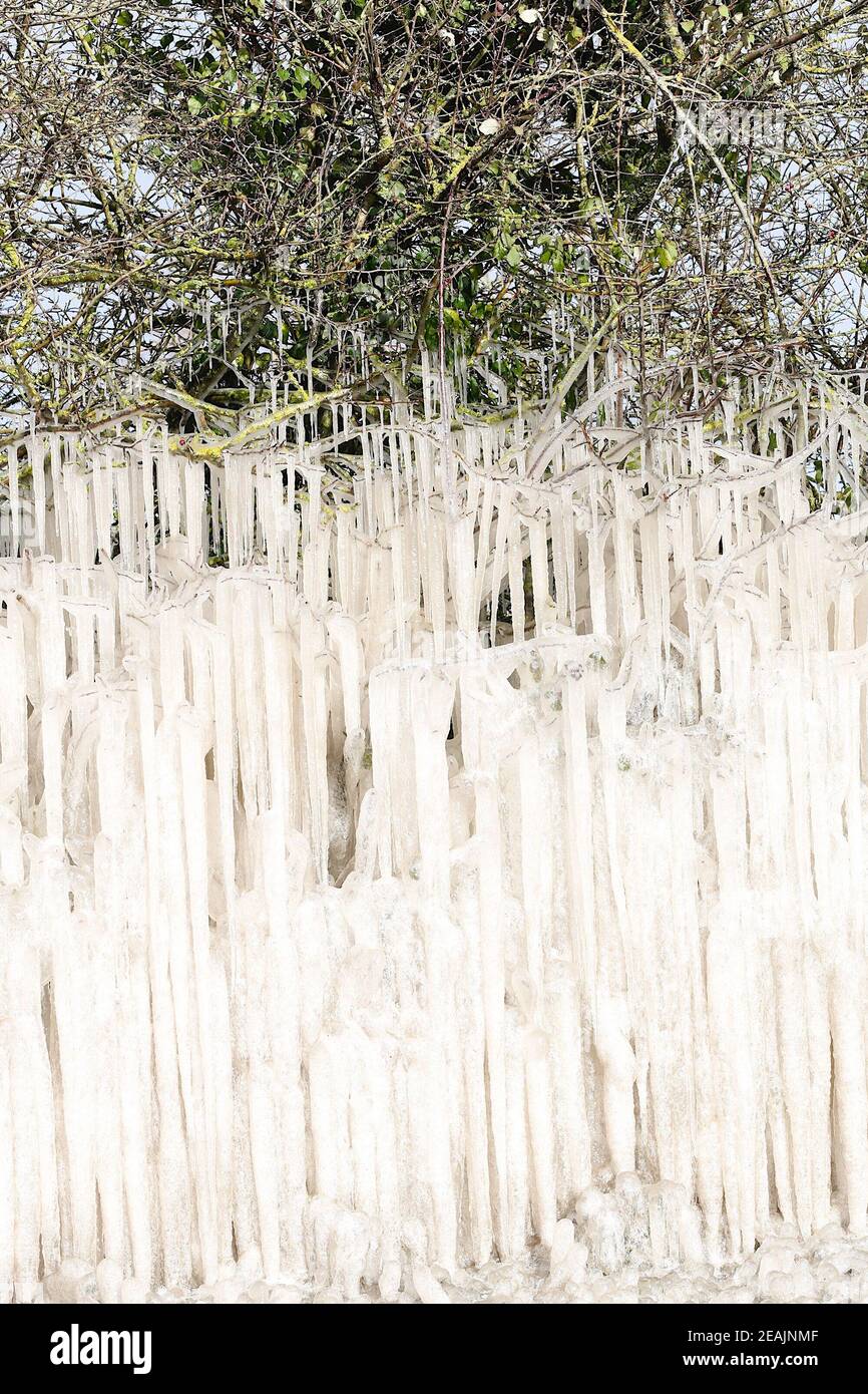Ashford, Kent, UK. 10 Feb, 2021. UK Weather: In the middle of Storm Darcy amazing roadside icicles form on hedgerows on the A28 Ashford road between Bethersden and High Halden  in Kent. Photo Credit: Paul Lawrenson/Alamy Live News Stock Photo