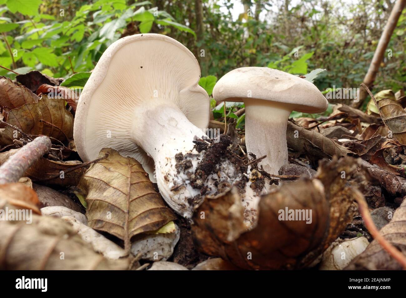 clouded agaric or cloud funnel (Clitocybe nebularis, syn. Lepista nebularis) Stock Photo