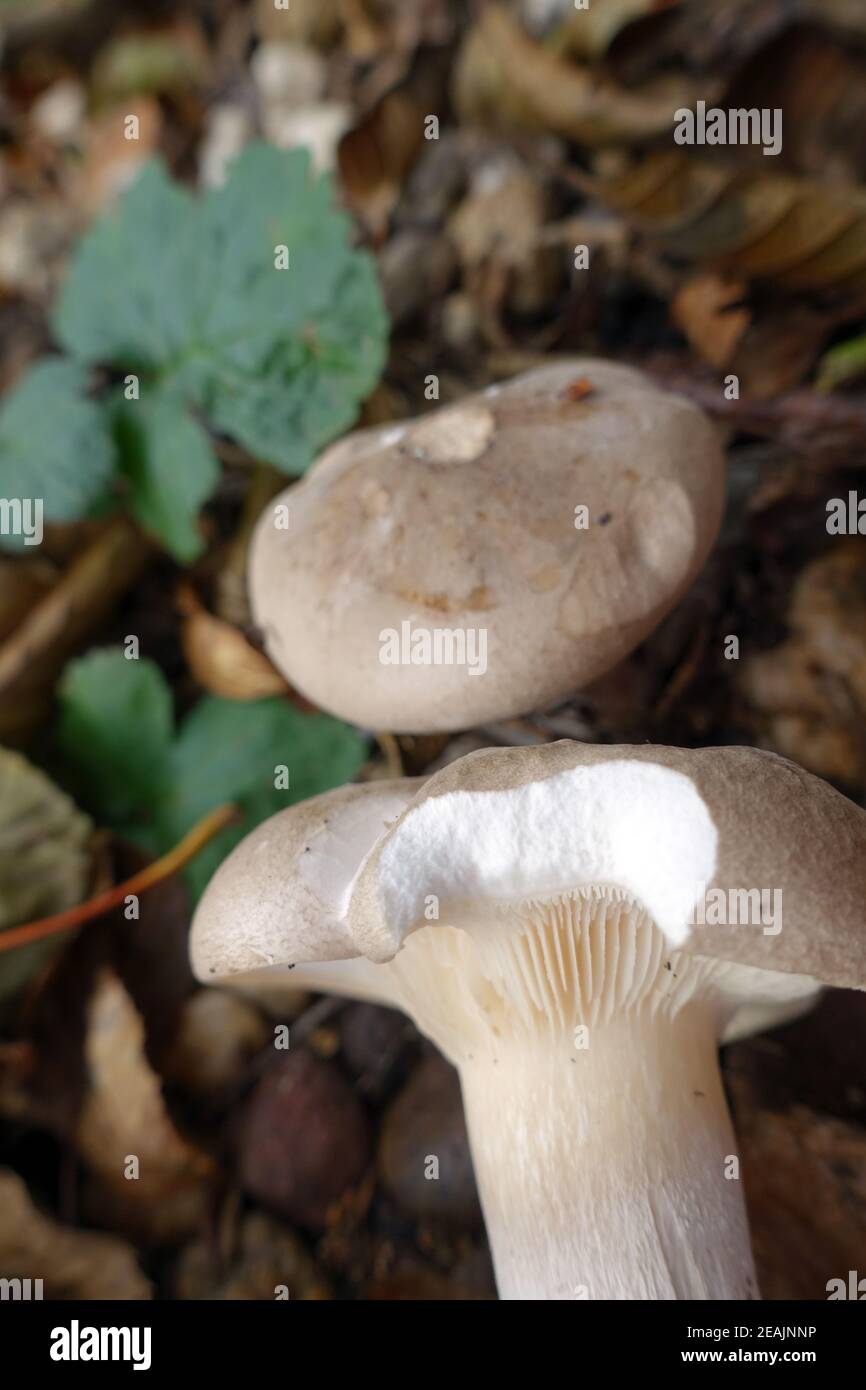 clouded agaric or cloud funnel (Clitocybe nebularis, syn. Lepista nebularis) Stock Photo