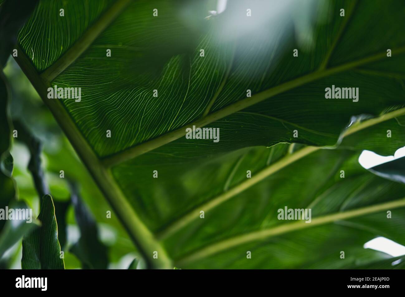 Tropical palm leaves, jungle leaves, macro texture of a leaves, natural background Stock Photo