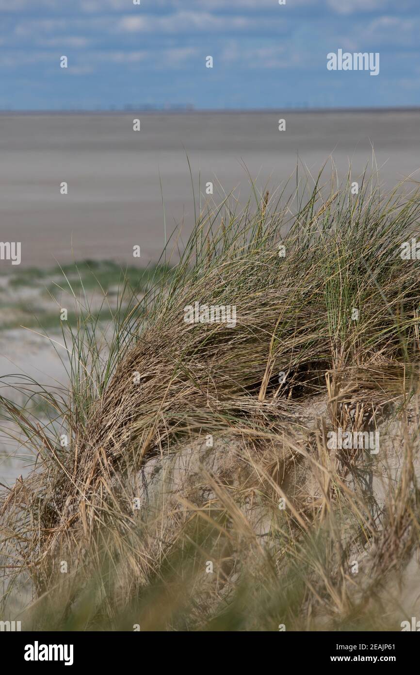 Dune grass in the dunes in front of St. Peter Ording Stock Photo