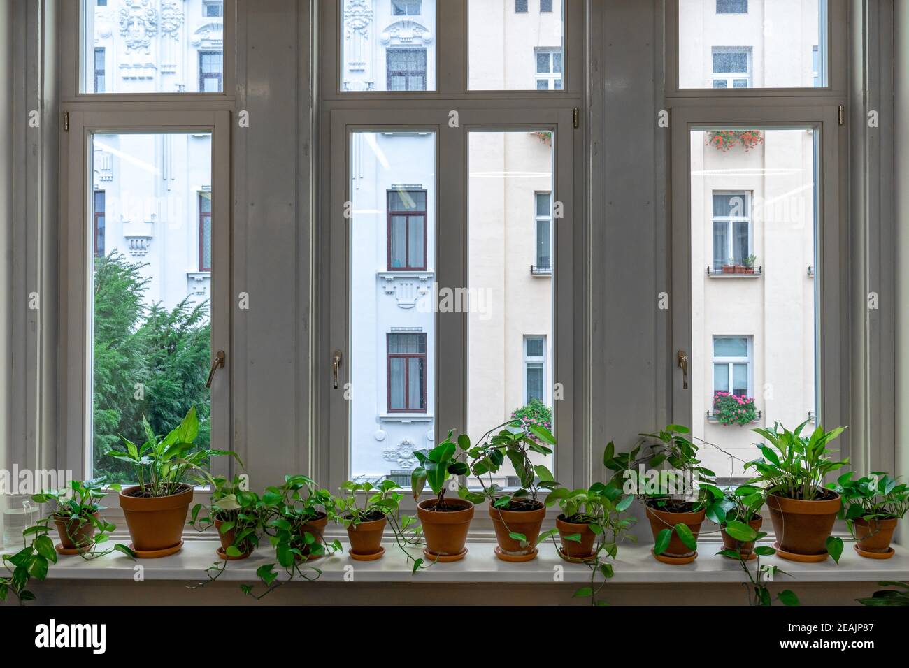 large window with interior flowers on the windowsill Stock Photo - Alamy