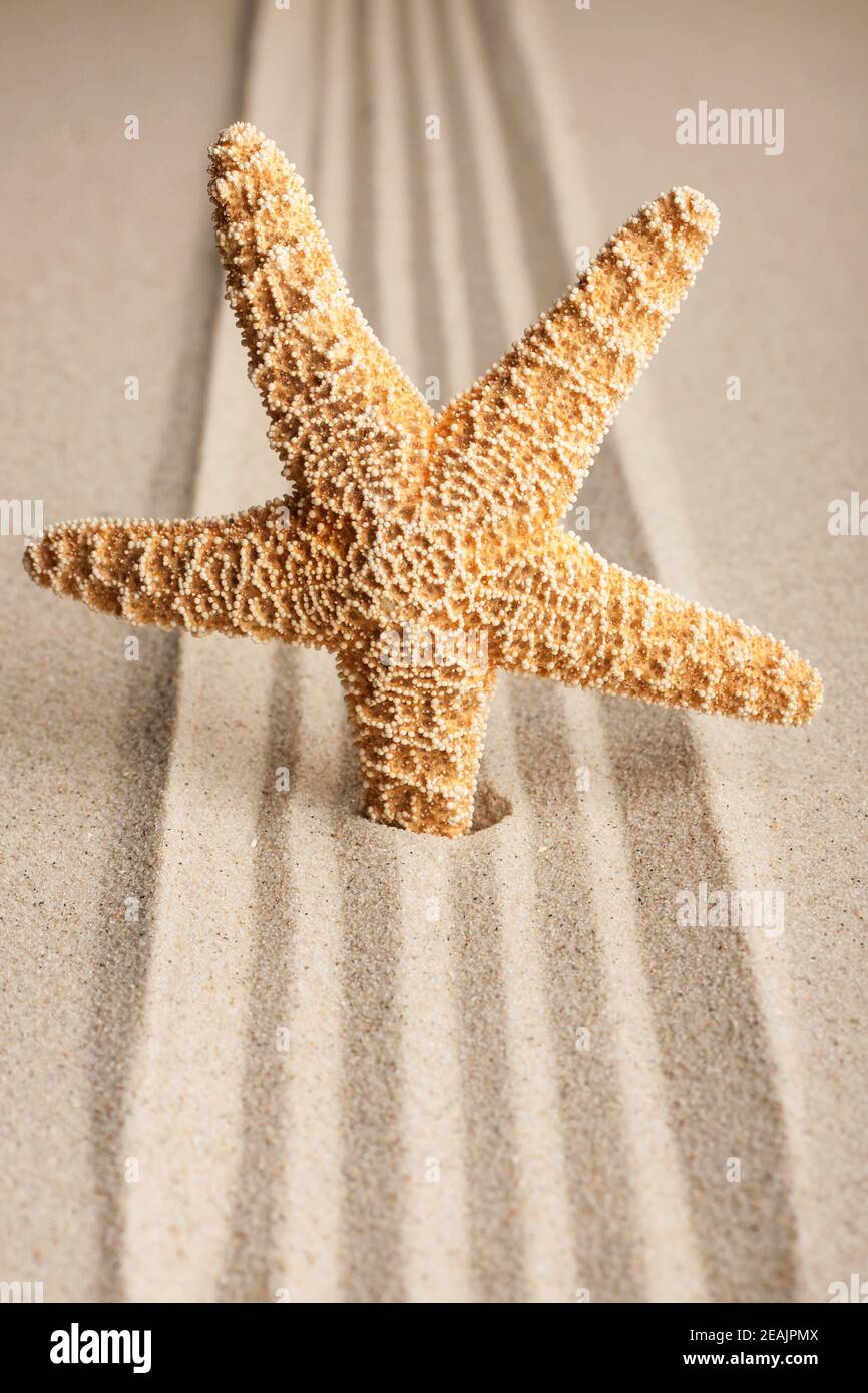 Star sticking out in the sand Stock Photo