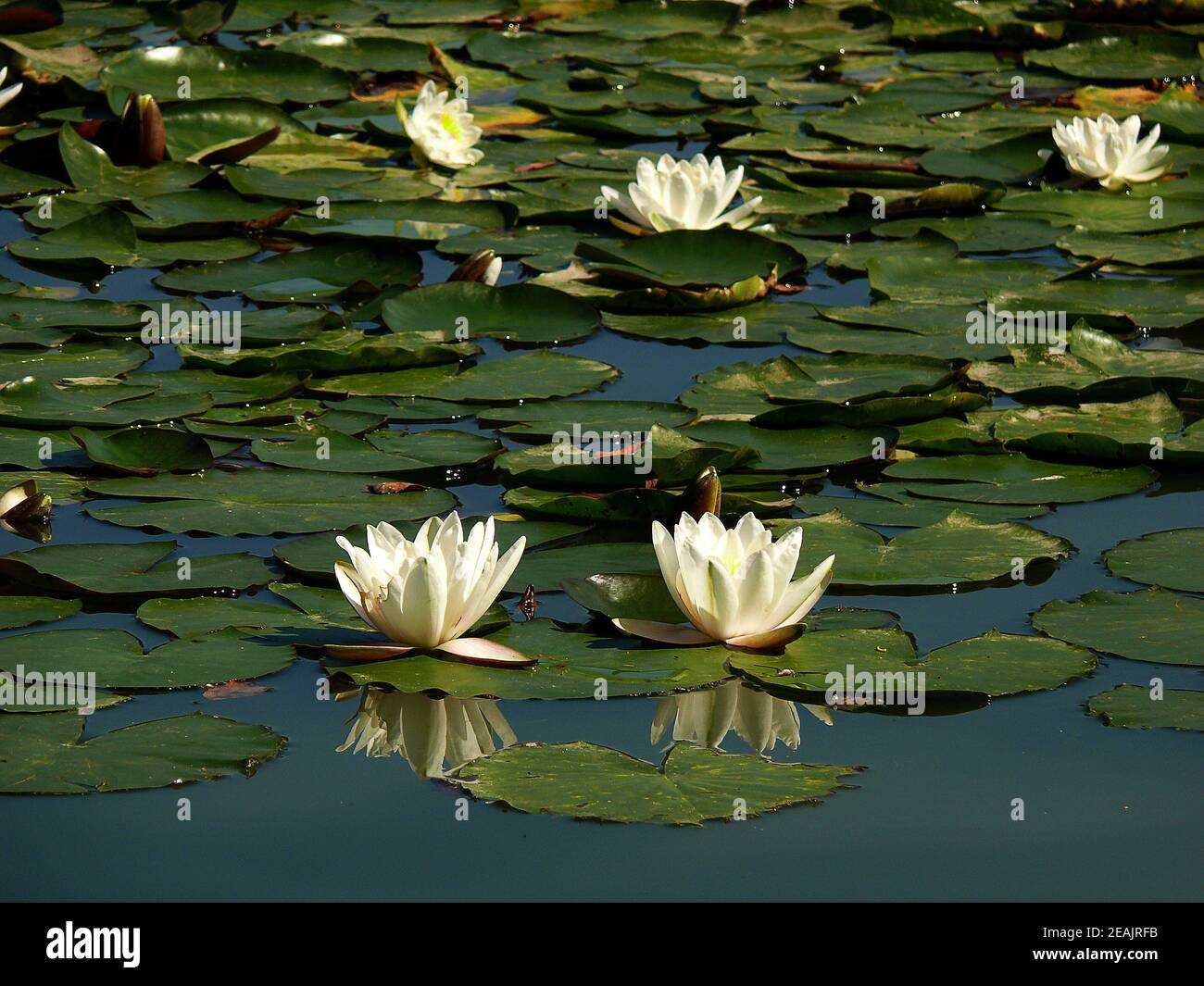 Water lily plant hi-res stock photography and images - Alamy