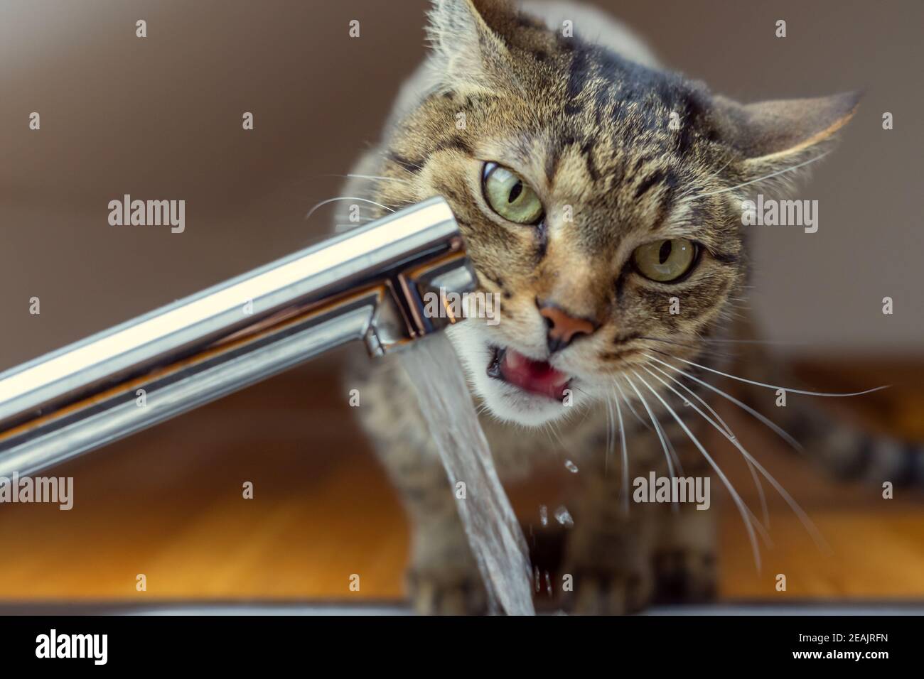 cat drinks from faucet in kitchen. water tap Stock Photo Alamy