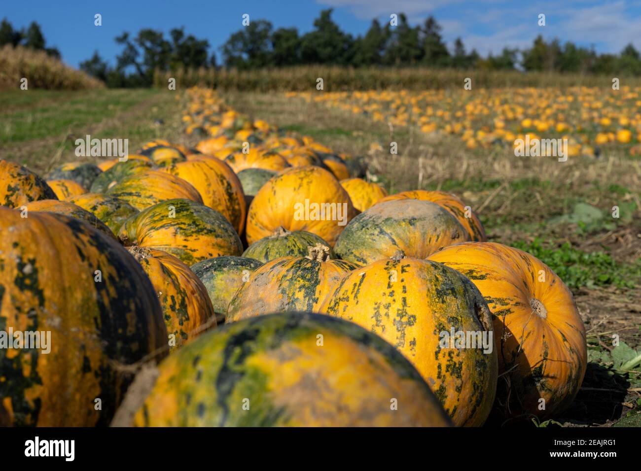 autumn field during the oil pumpkin harvest with different pumpkins ...
