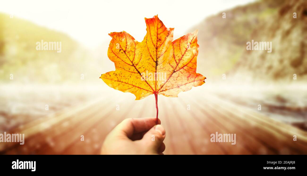 Holding autumn maple leaf in the colorful blurred landscape background for the fall season. Close close leaf in hand, autumn park with sunshine. Stock Photo