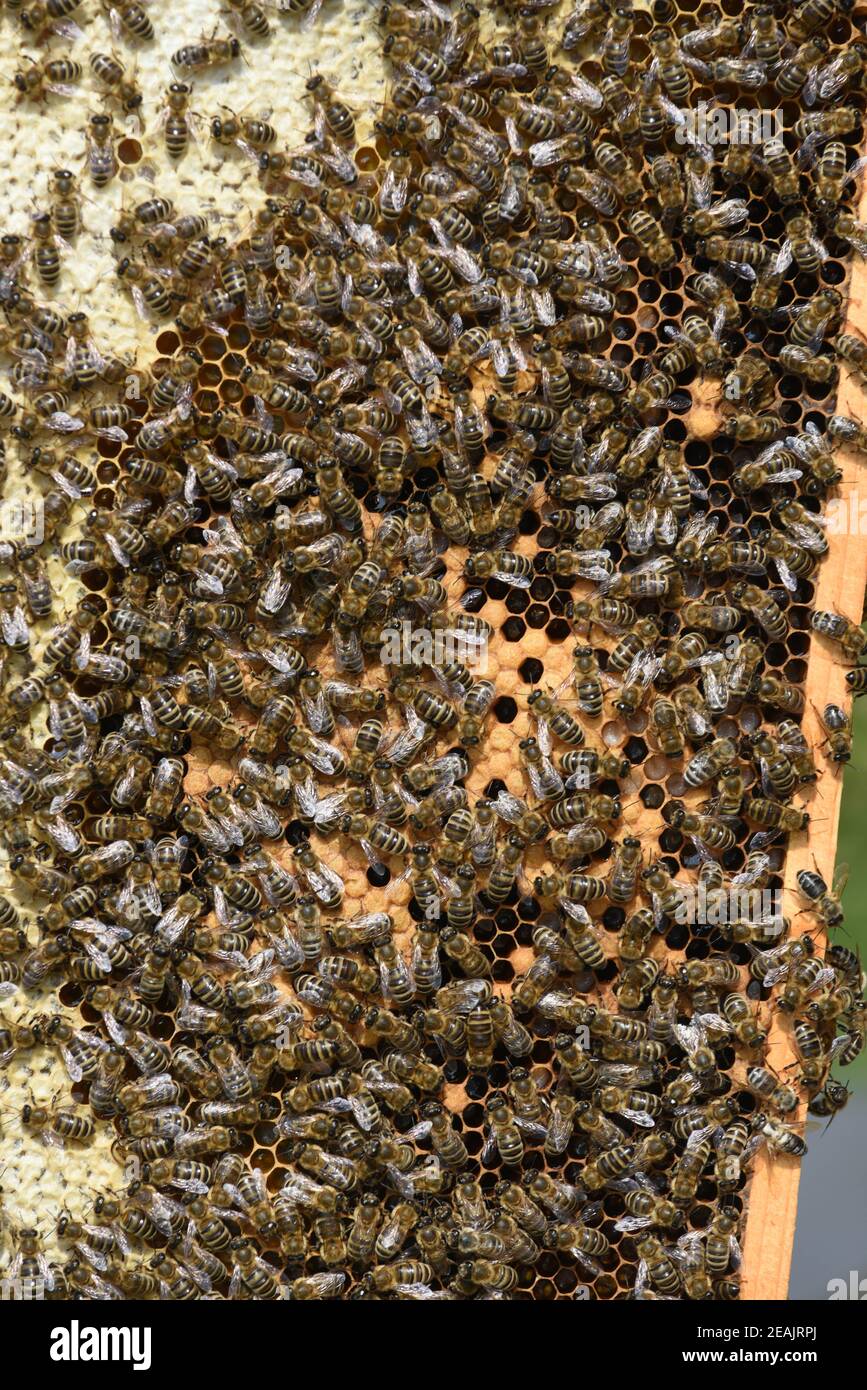 Pictures of honey bees hi-res stock photography and images - Alamy