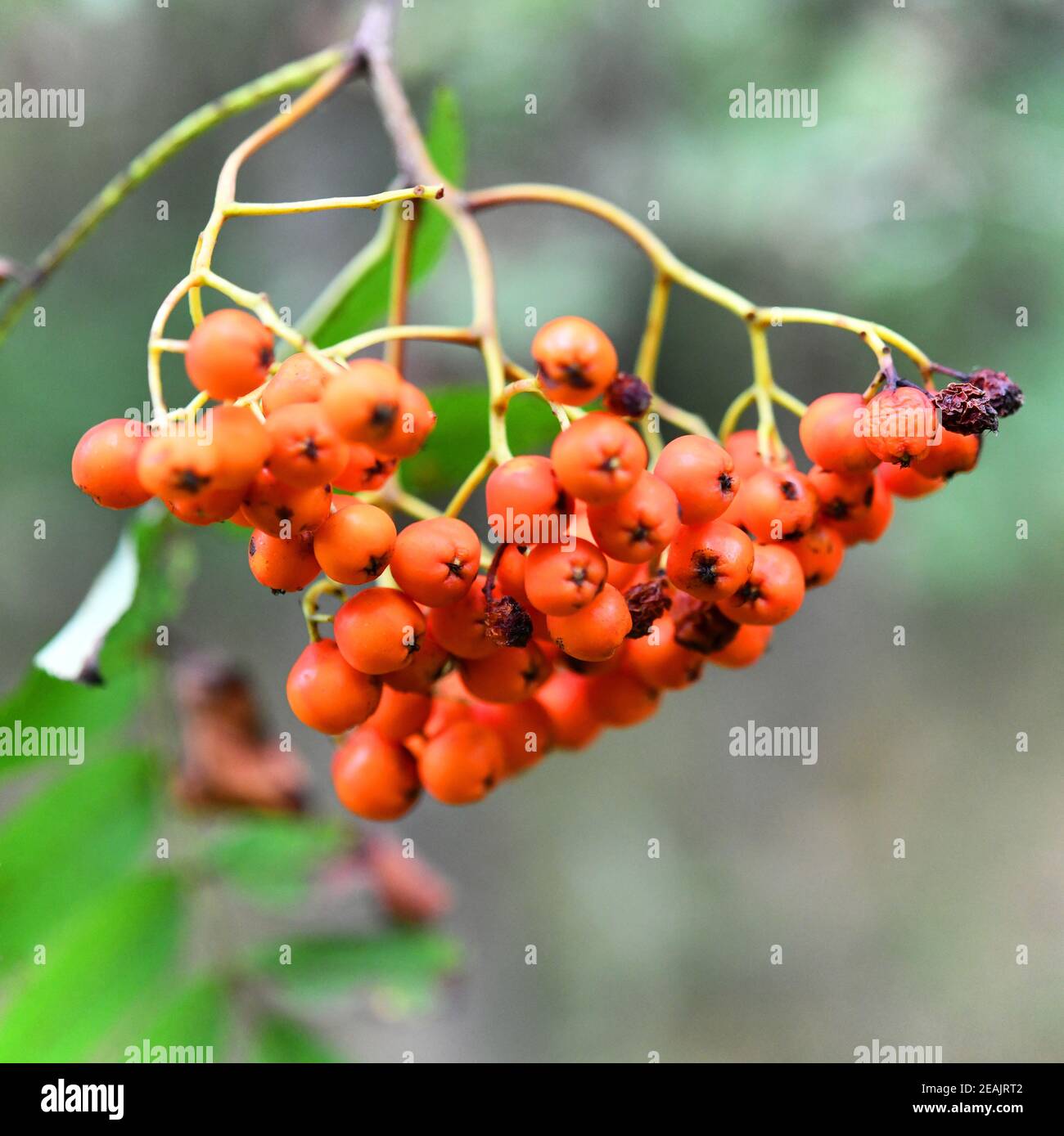 Fruits of the mountain ash Stock Photo