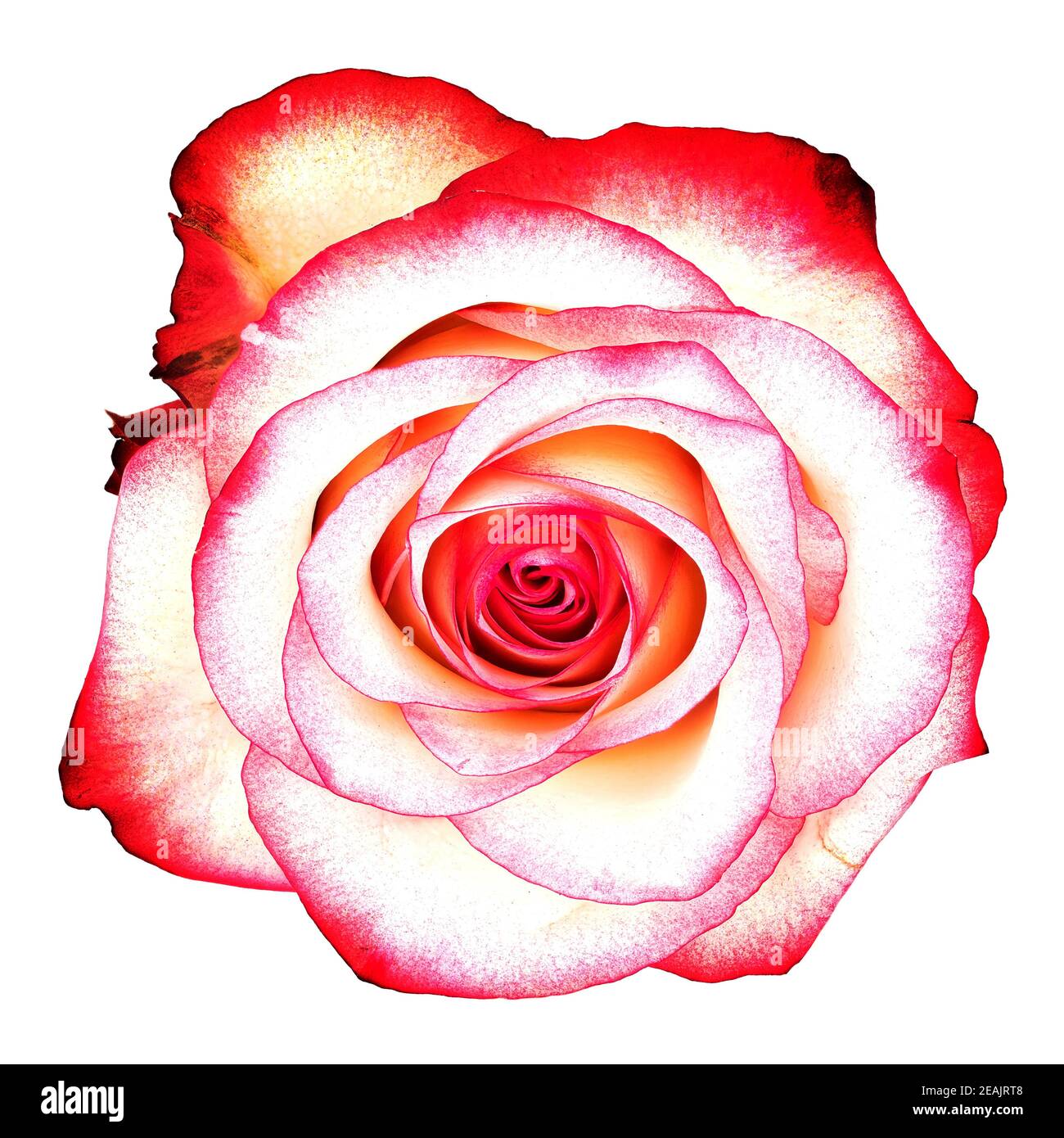 Rose Flower Pink Stock Photo