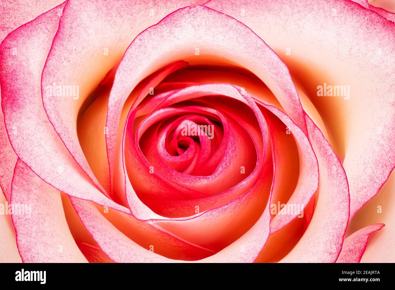 Rose Flower Pink Stock Photo