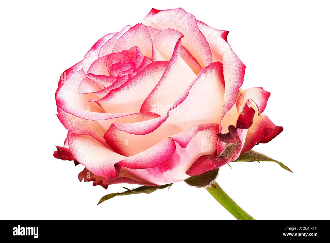 Rose Flower Pink Stock Photo