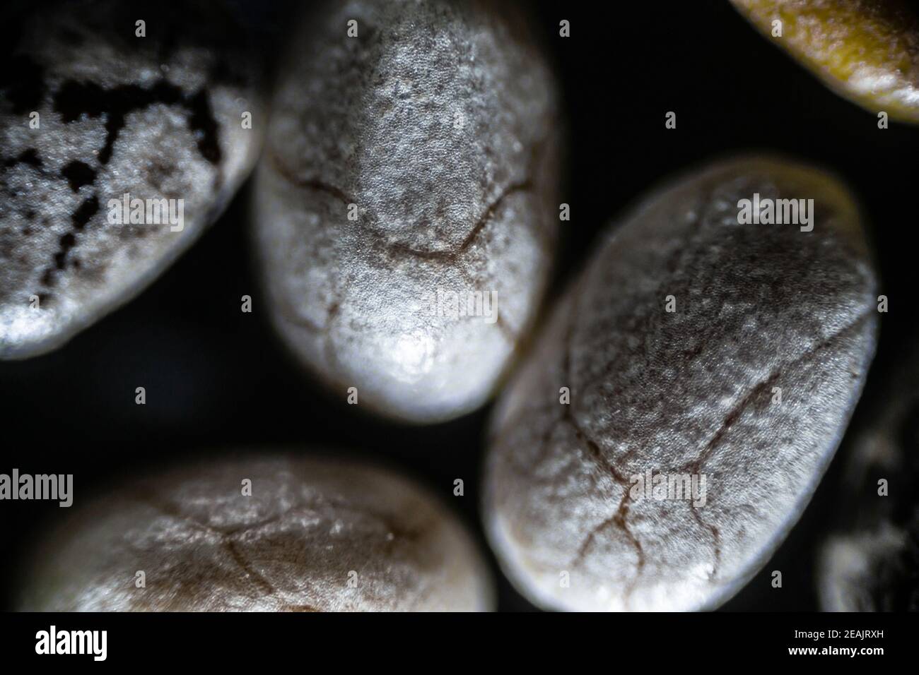 Chia seeds close up under the light microscope, magnification 40 times Stock Photo