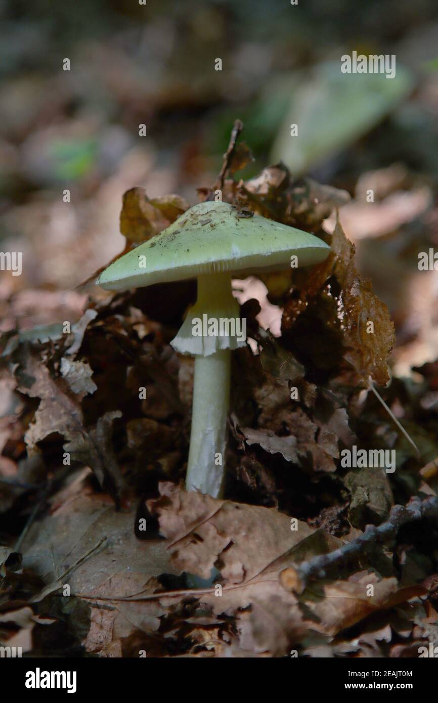 Poisonous forest mushroom pale toadstool. Stock Photo