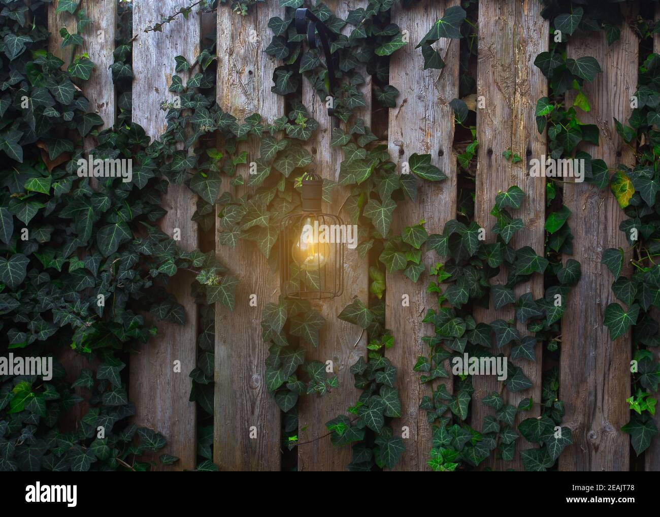 Garden woonden fence with shining Lamp on wall with climber plant in the evening background Stock Photo