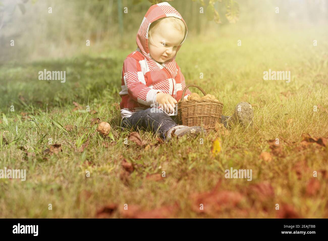 Cute baby boy sitting in the garden with wicker basket full of walnuts. Stock Photo