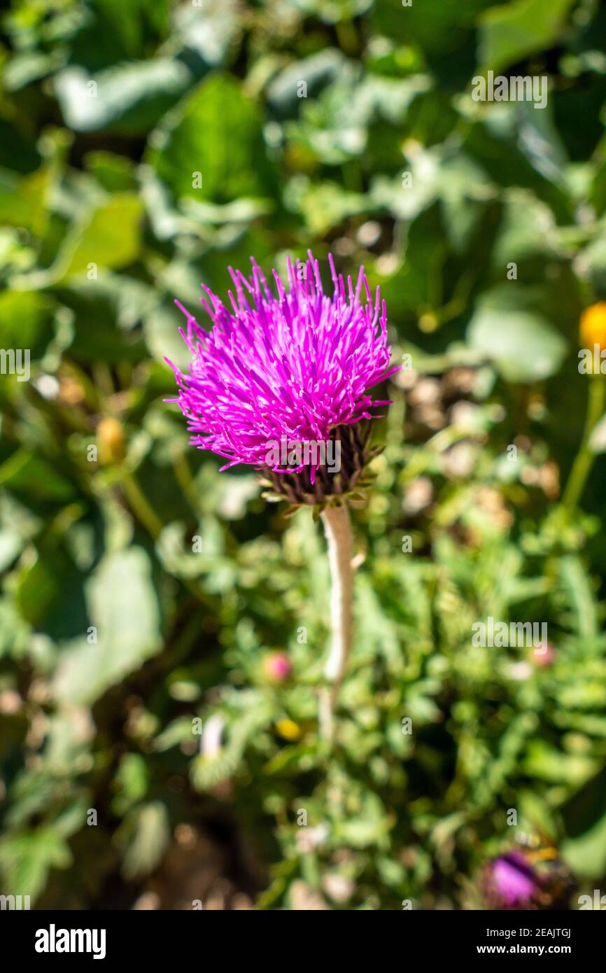 Cirsium flowers in Vanoise national Park, France Stock Photo