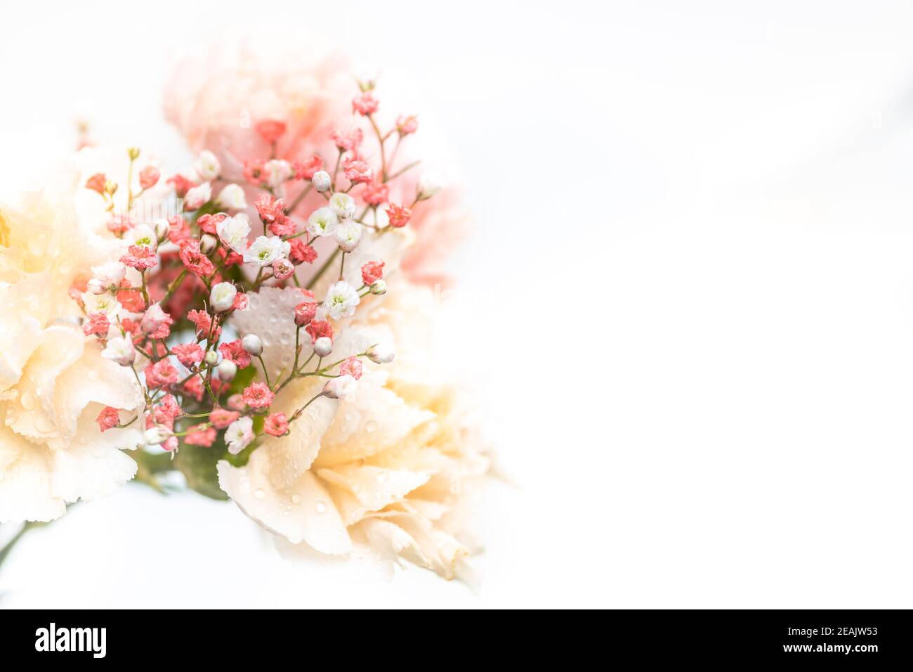 Still life of flowers on white background Stock Photo - Alamy