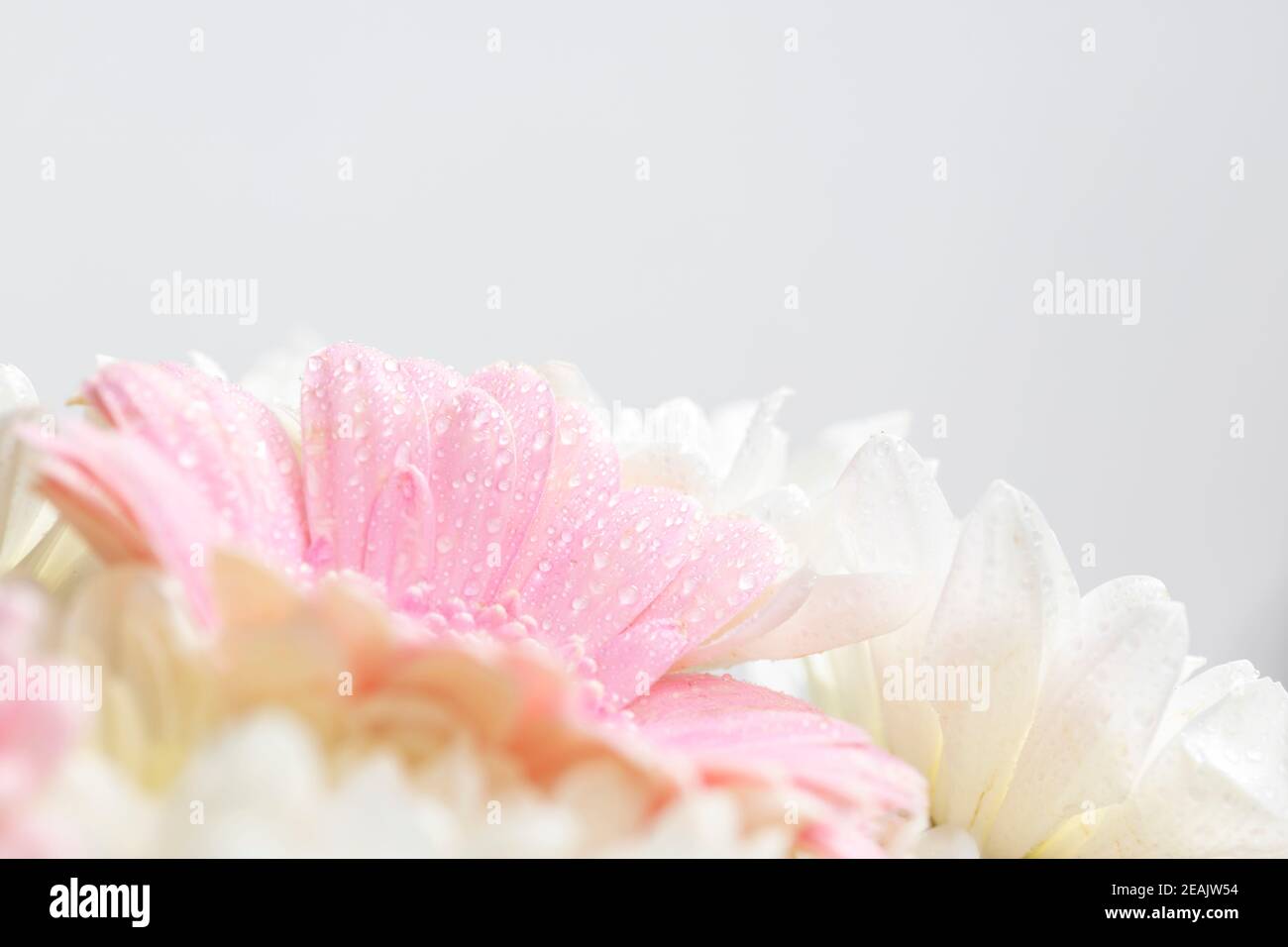 Still life of flowers on white background Stock Photo - Alamy