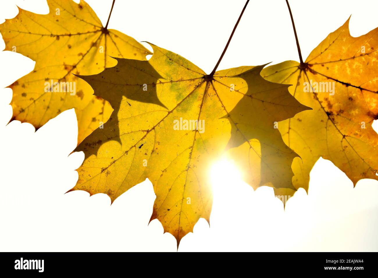 autumnal colored maple leaves in backlit Stock Photo