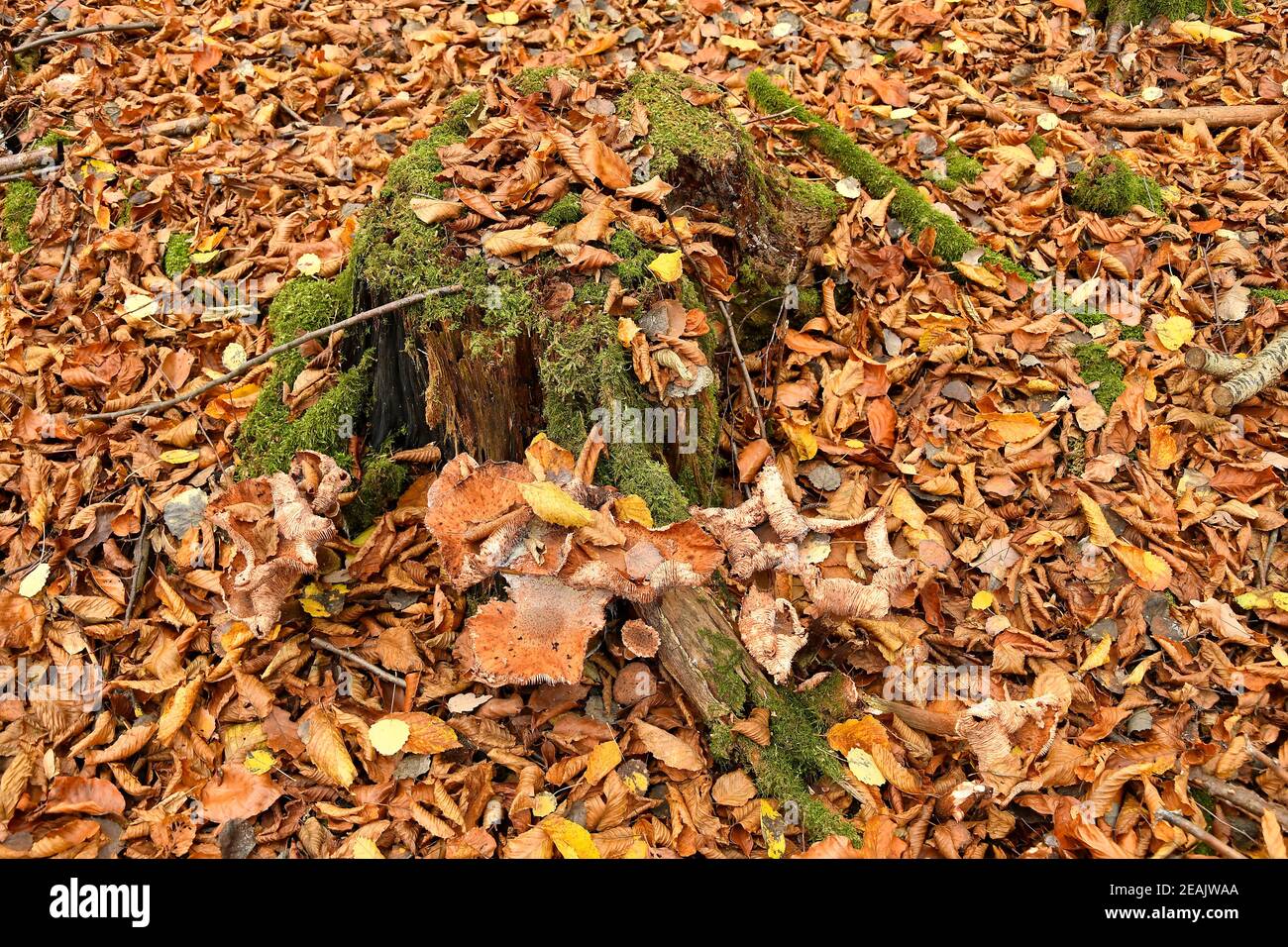 autumnal colored beech leaves with a tree trunk with mushrooms Stock Photo