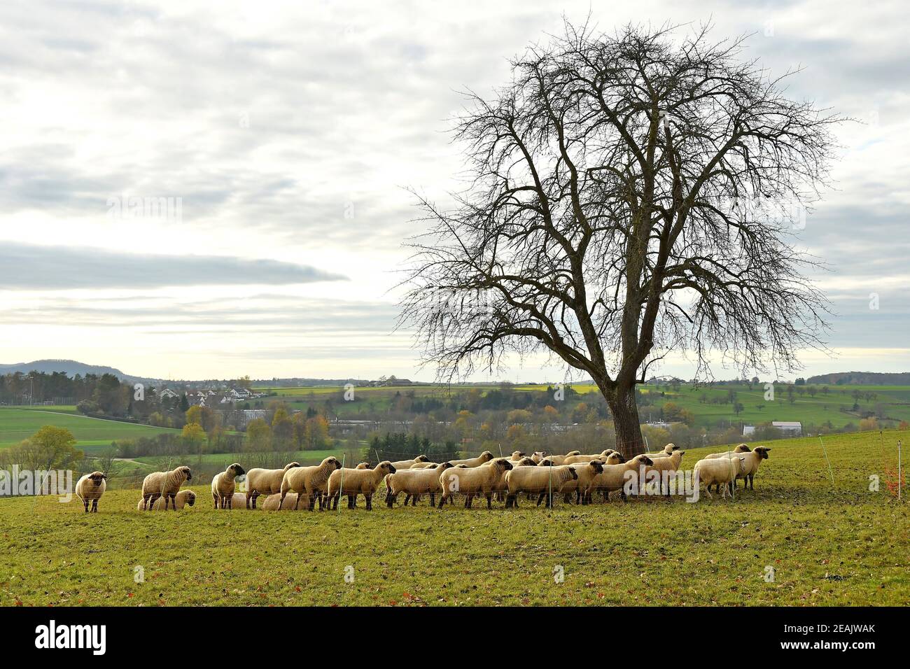 sheeps on a pasture in autumn Stock Photo