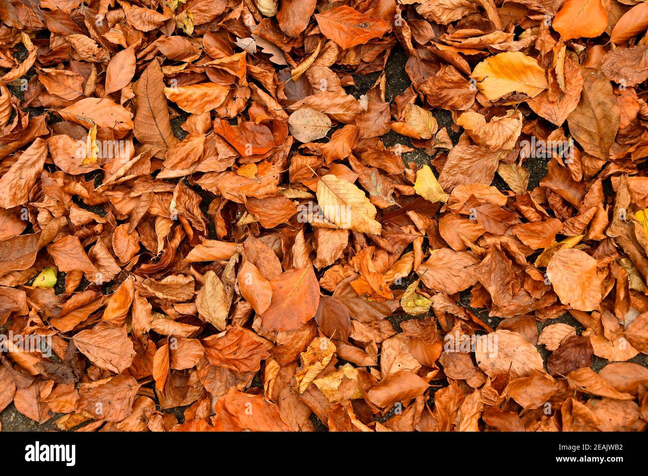 Golden leaves on floor hi-res stock photography and images - Alamy