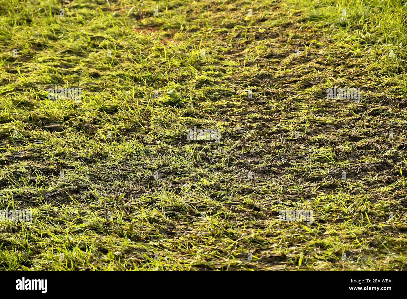 slurry on a green meadow in autumn Stock Photo