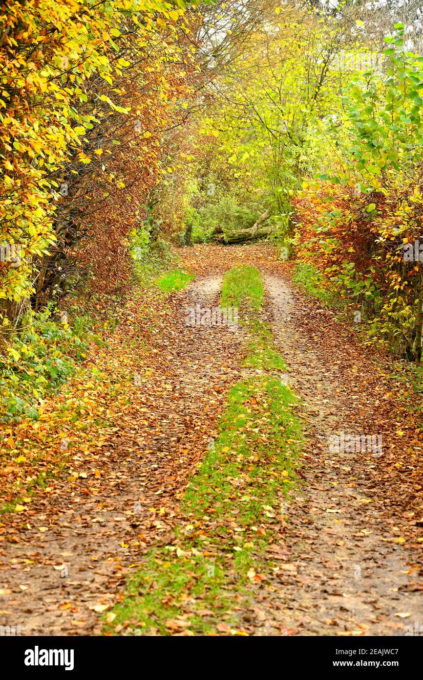 Forest in autumn with way Stock Photo