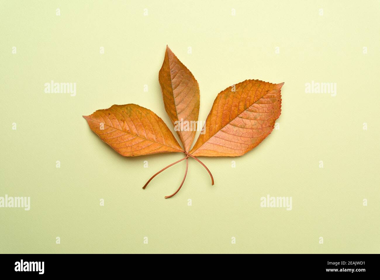 yellow cherry leaves on a green background Stock Photo