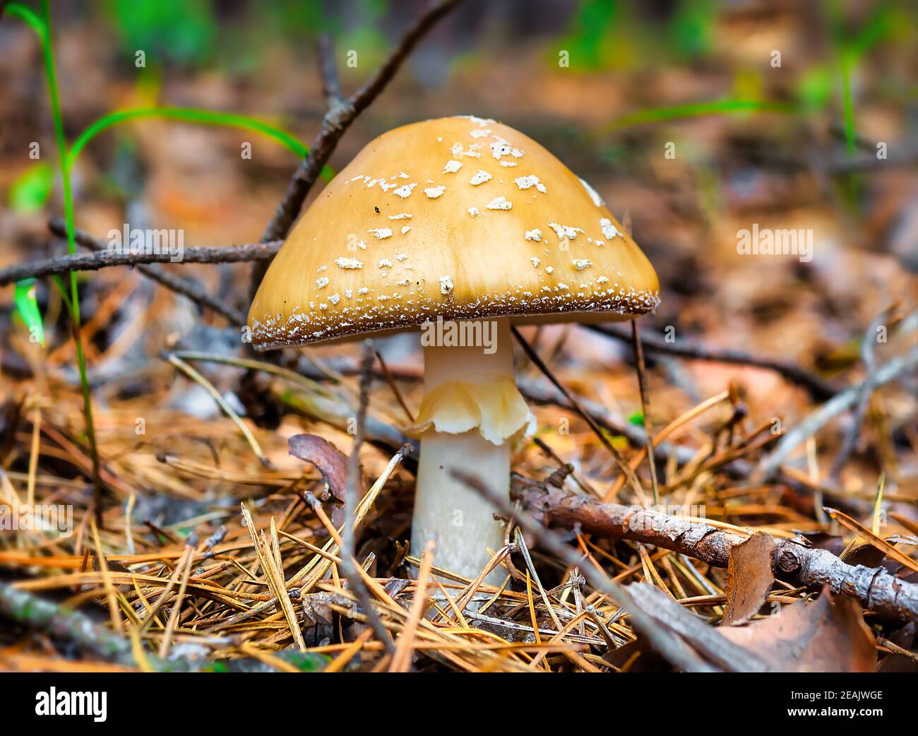Yellow poisonous mushroom Stock Photo