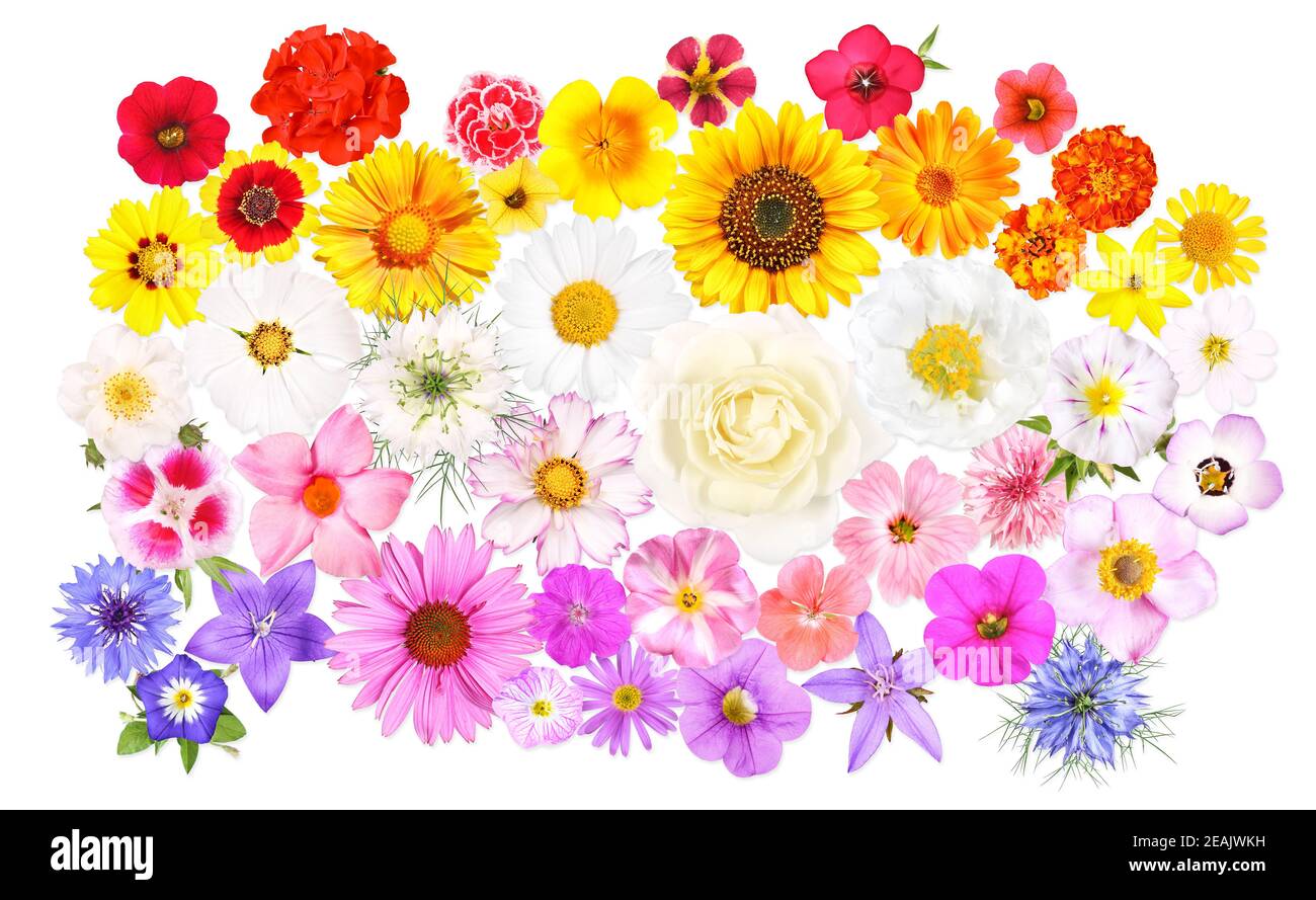 Different flowers in beautiful colors, isolated Stock Photo