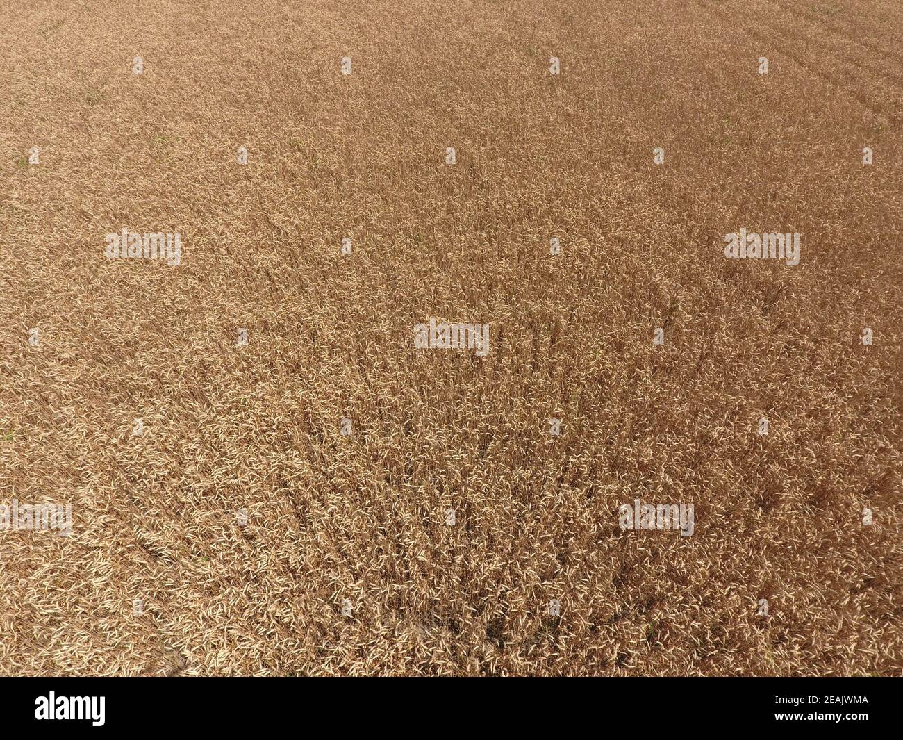 field of wheat, a top view Stock Photo Alamy