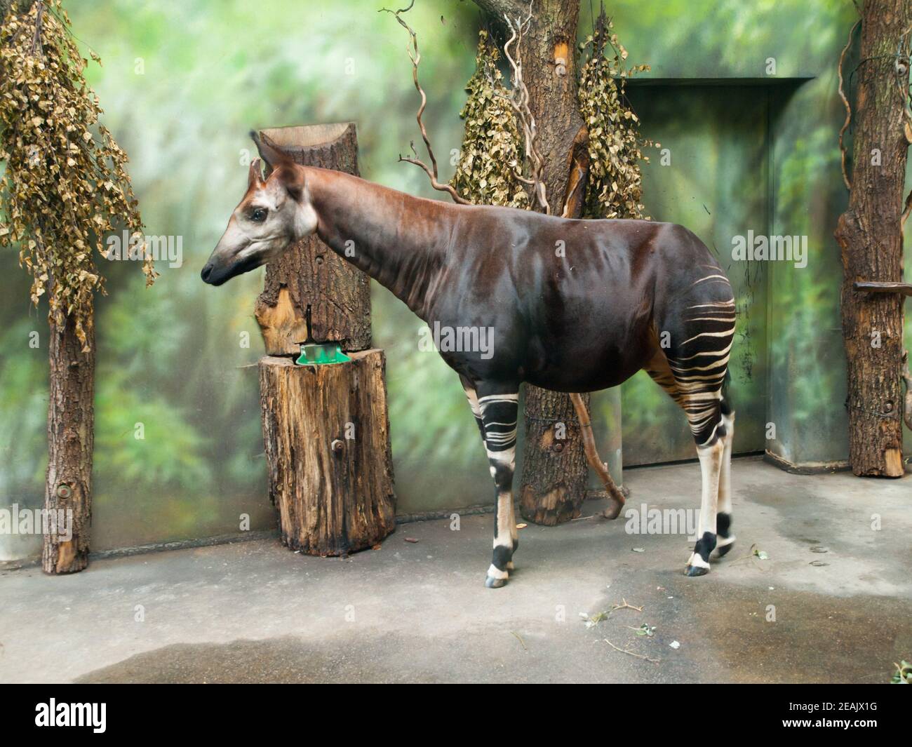 Okapi giraffe, Okapia johnstoni, in the indoor part of a zoo. Stock Photo