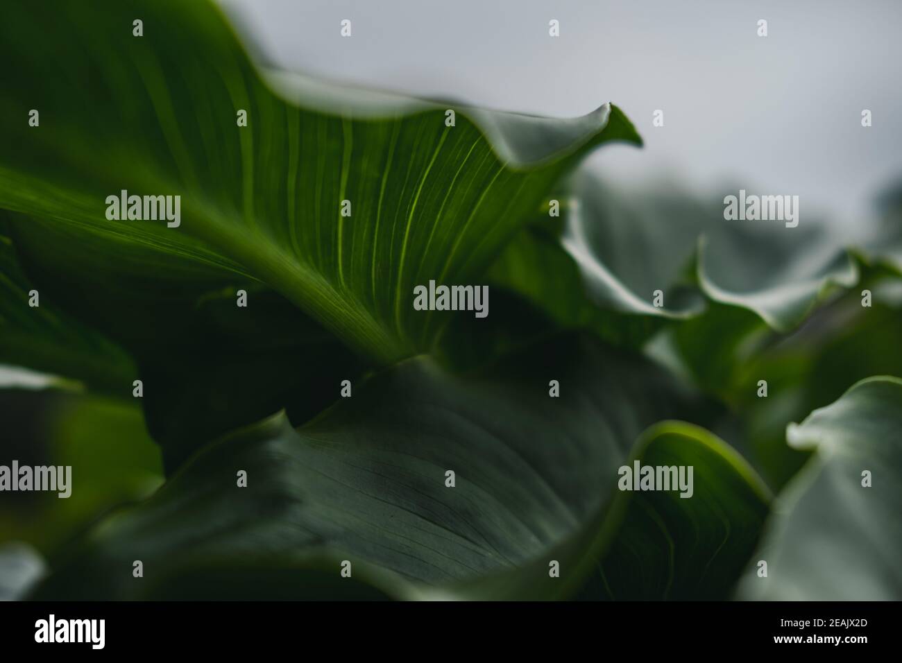Closeup nature hi-res stock photography and images - Alamy