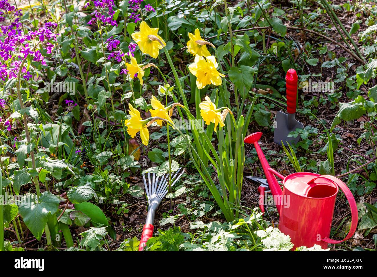 Gardening in a garden in spring Stock Photo