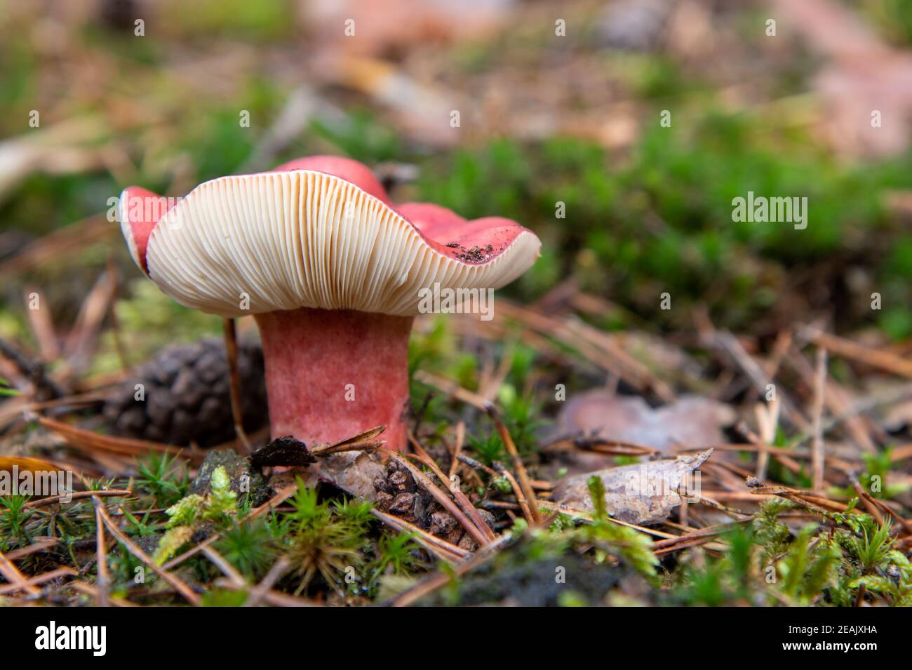 red russula lepida in the mixed forest Stock Photo