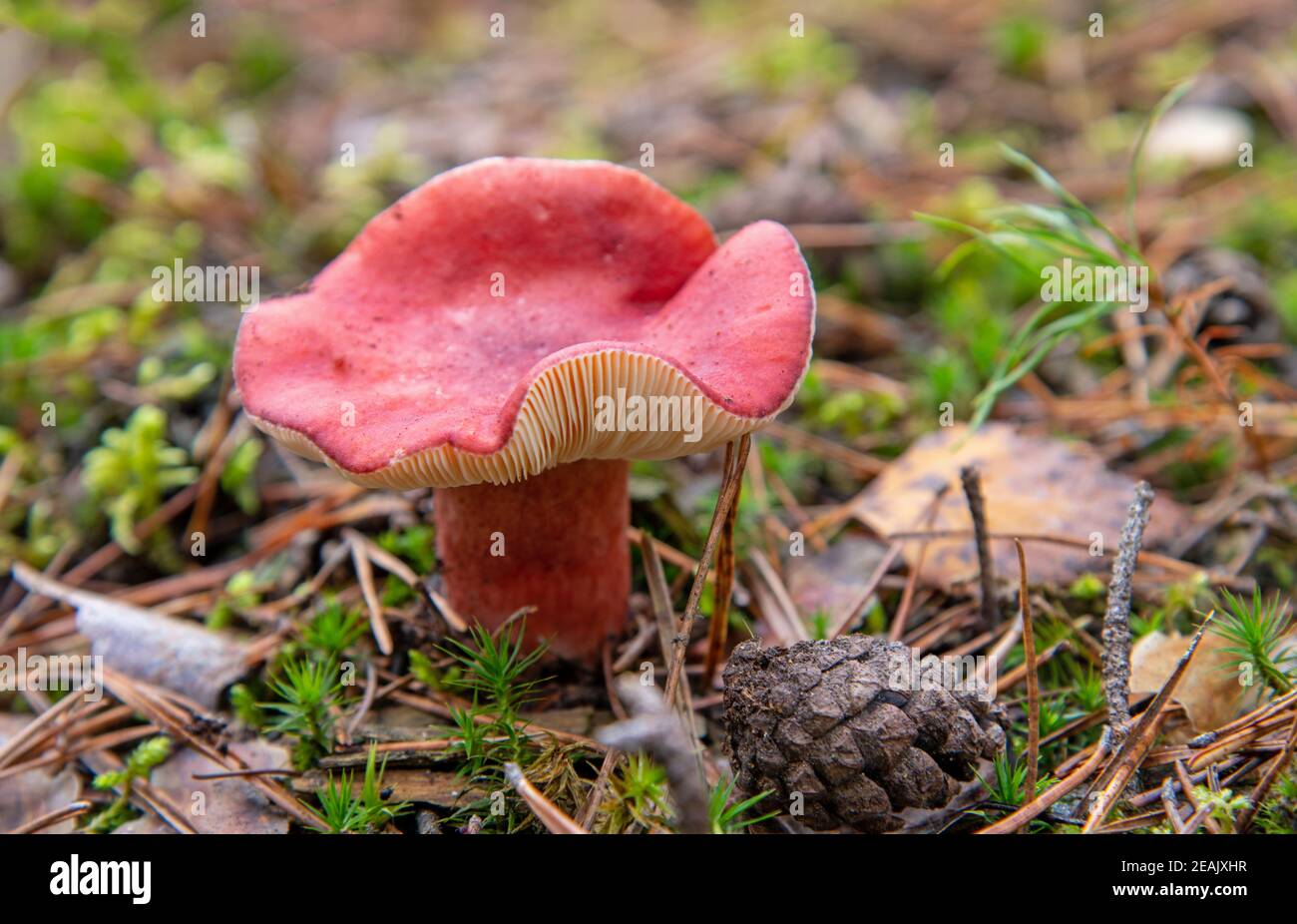 red russula lepida in the mixed forest Stock Photo